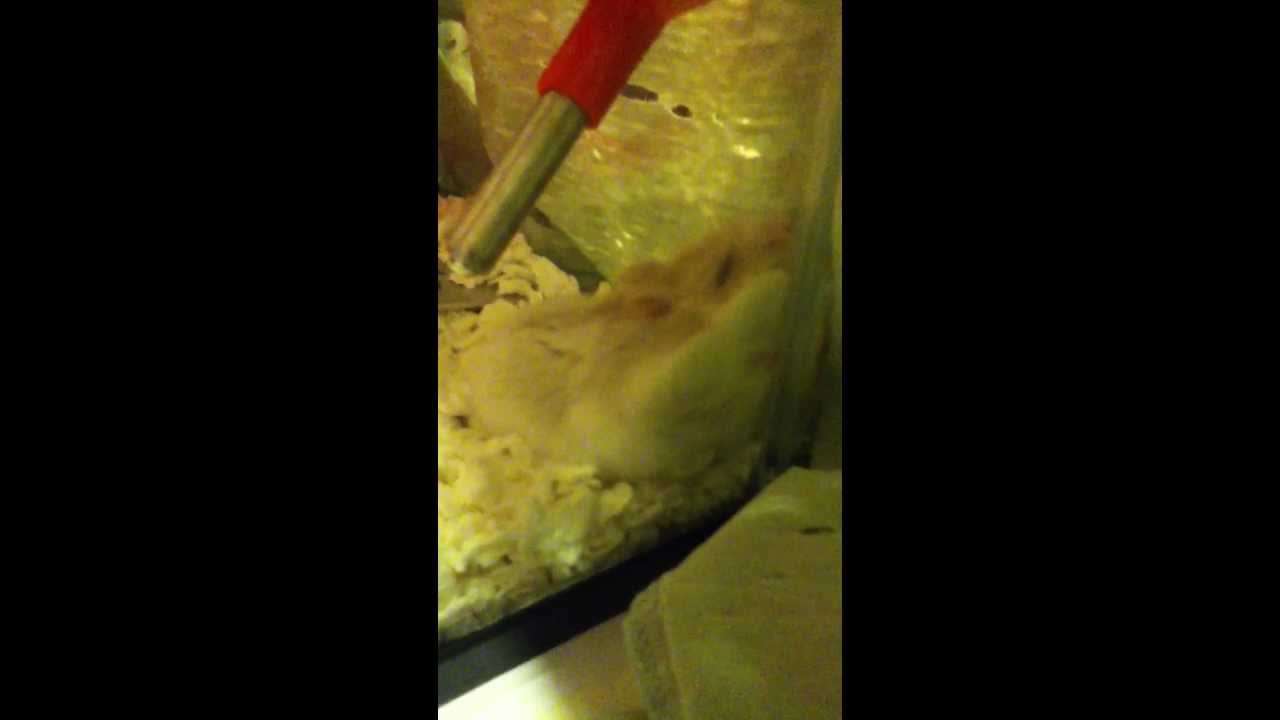 weird hamster sleeping position