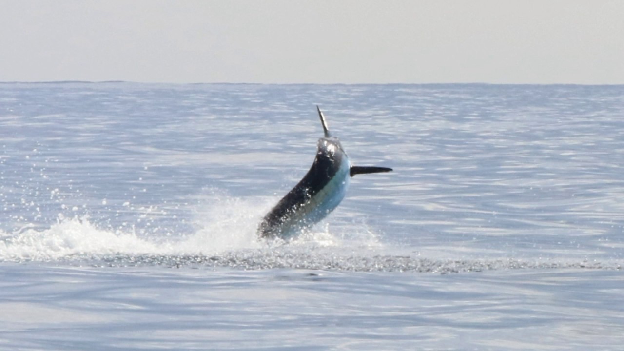 Awesome Blue Marlin tease & bites on Fly aboard ALLURE II, Guatemala