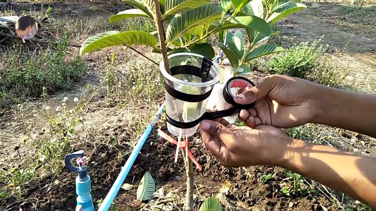 How to air layering Guava new techniques and fast grow root - my agriculture
