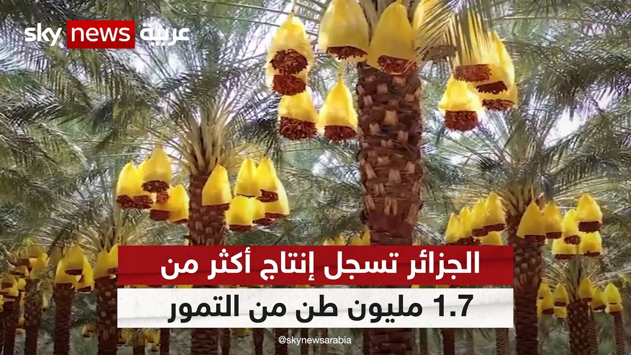 الجزائر تسجل إنتاج أكثر من 1.7 مليون طن من التمور هذا الموسم | #مراسلو_سكاي | #سكاي_الجزائر