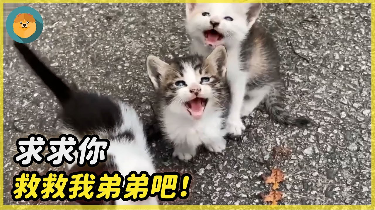 貓弟弟路邊重傷奄奄一息！三只貓哥哥嗚咽不止求人相救，最後的結局讓人暖心......#暖聞#狗狗#感動#淚目#感人故事#醫院#等待