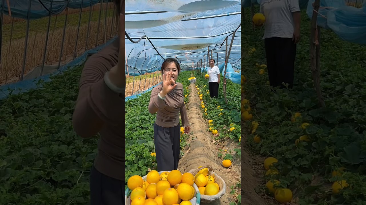 Farmers are happy to harvest cucumbers 