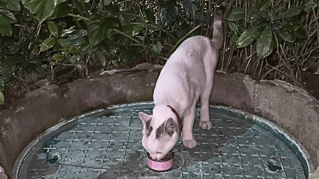 На прогулке я нашёл исхудавшую бездомную кошку; дома понял, что она беременна.