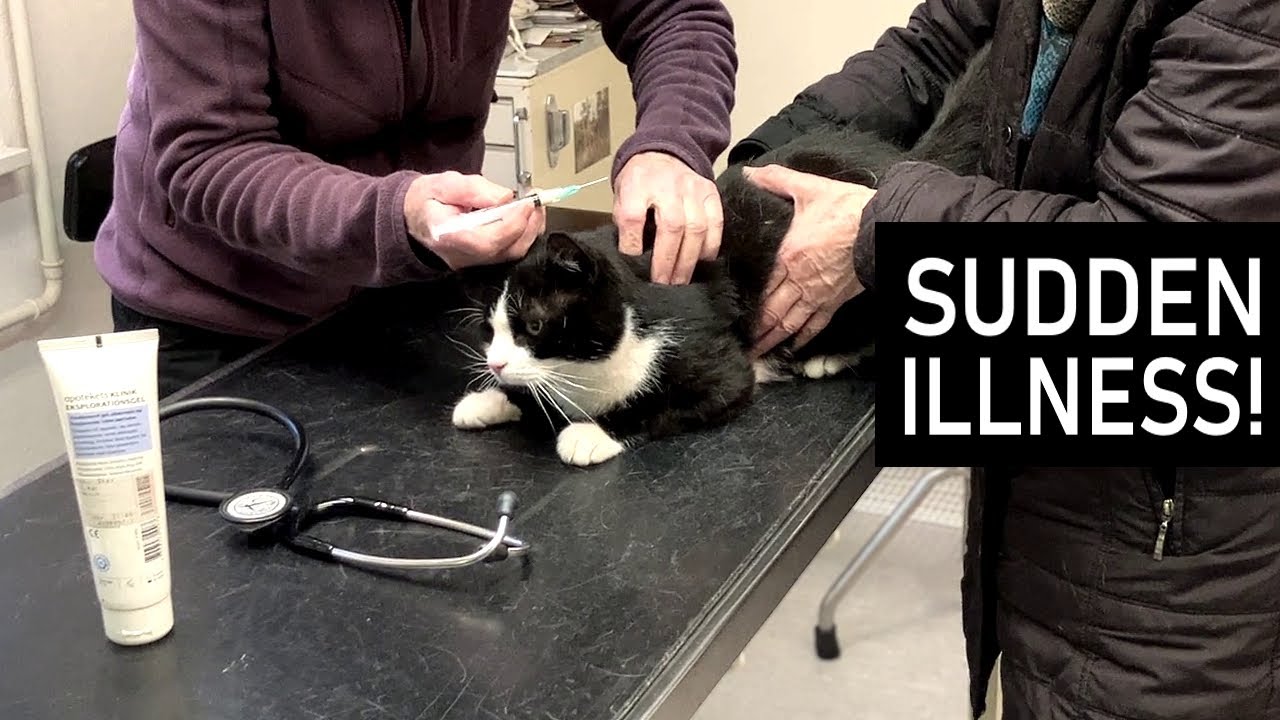 Tuxedo cat very ill - we hurry to the vet