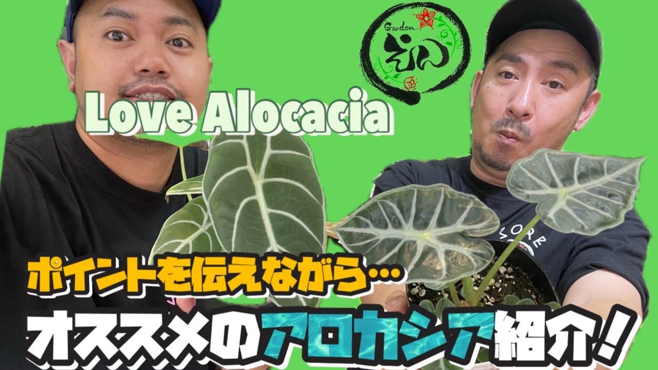 【アロカシア】植物だって暑がります！ポイント伝えながら、オススメのアロカシア紹介！Gardenえん