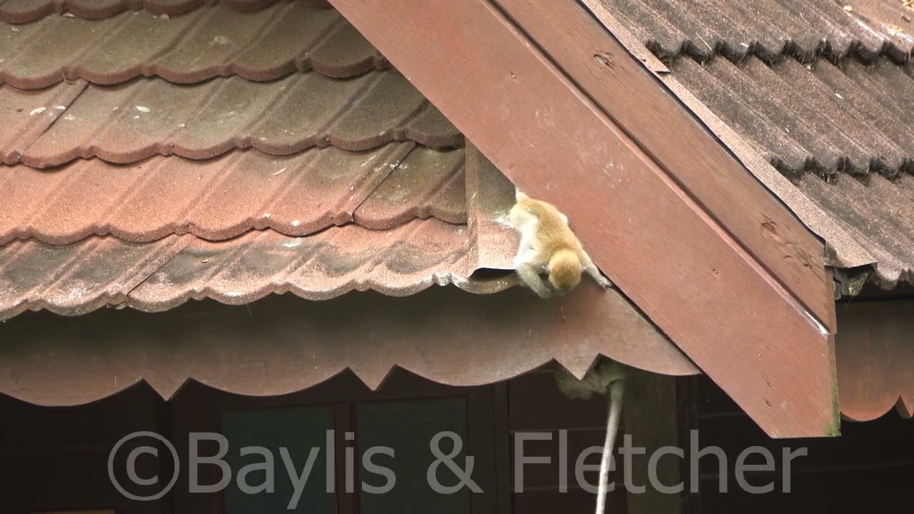 Long-tailed Macaques playing, Malaysia. 20220322_104945.uhd