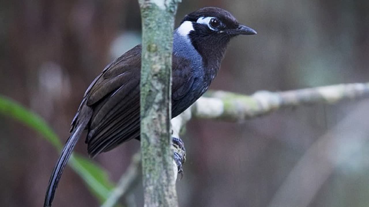 EP 30: Cambodian laughingthrush (Garrulax ferrarius) It is found in southwestern Cambodia.