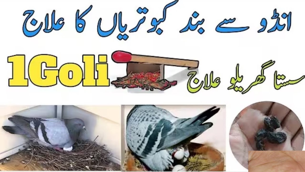 👉 Pigeons Not Laying Eggs? 1 Cheap Tablet 100% Proven Remedy!Mughal pegion club 