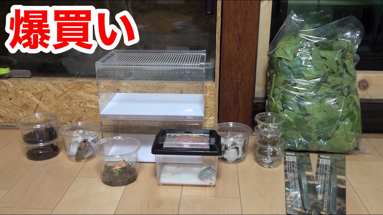 爬虫類即売イベントでヤバ過ぎる生き物達を爆買いしてきました