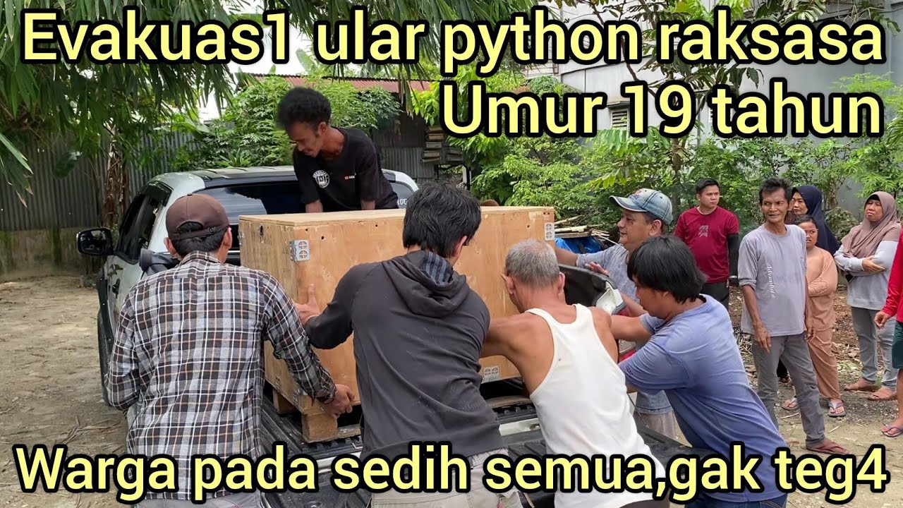 SEDIH DETIK-DETIK EVAKUAS1 ULAR PYTHON RAKSASA UMUR 19 TAHUN YANG DI PELIHARA WARGA