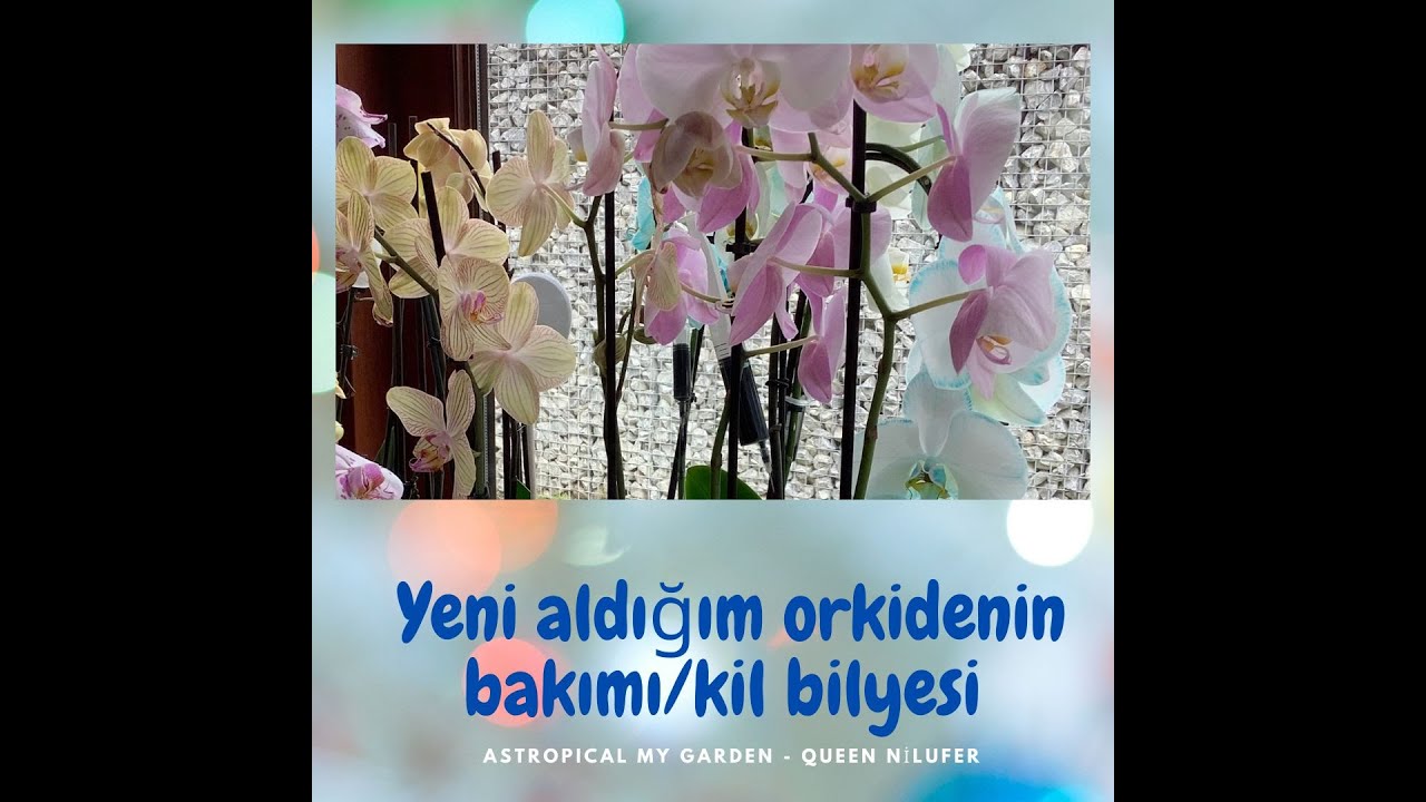 Orkide bakımı ve kil bilyesi Bölüm-1/7 #shorts