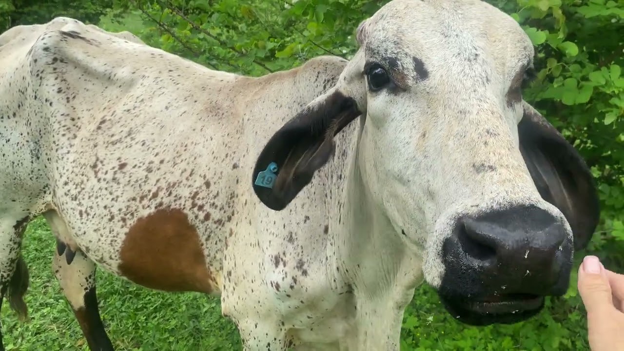 Olhando o pasto do gado 
