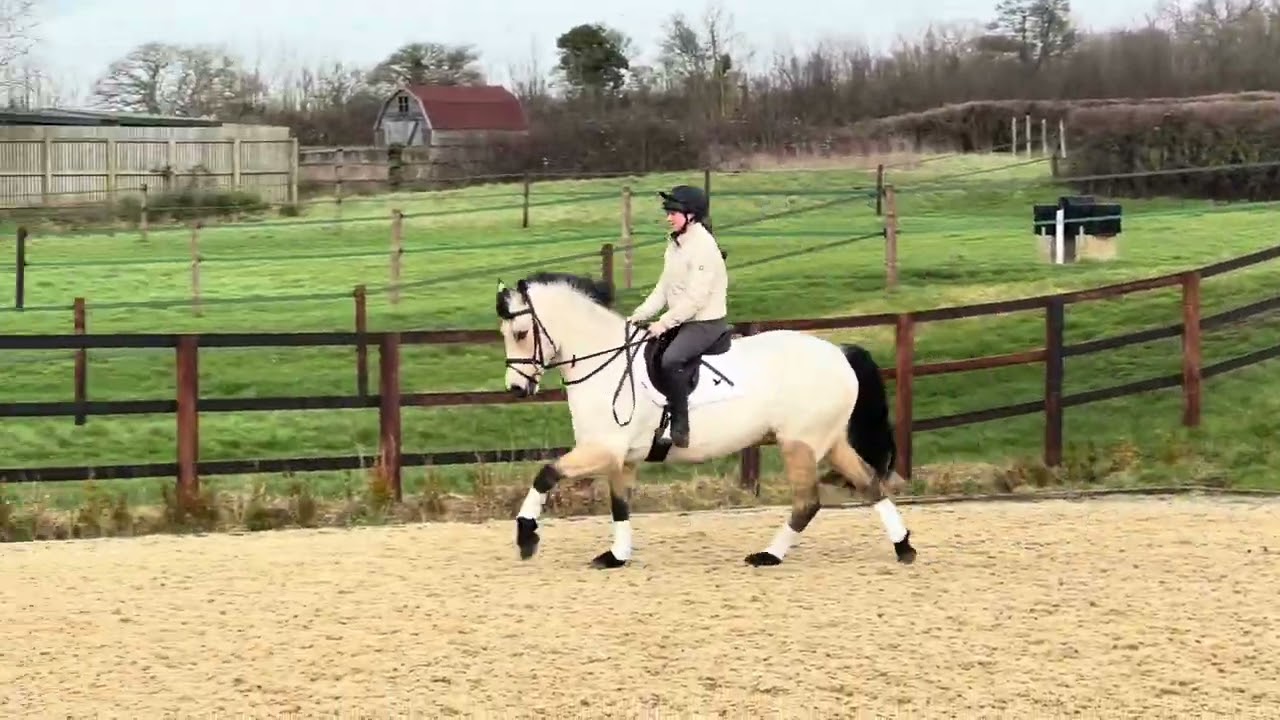 15.2hh 6yo dun Connemara gelding 