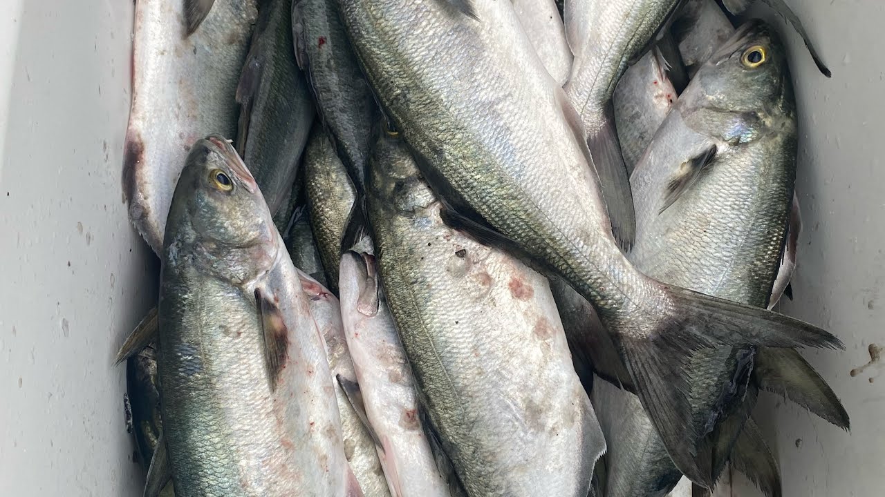 APRENDA DE UMA VEZ COMO PESCAR ANCHOVA NO MAR! As melhores dicas descomplicando sua pescaria