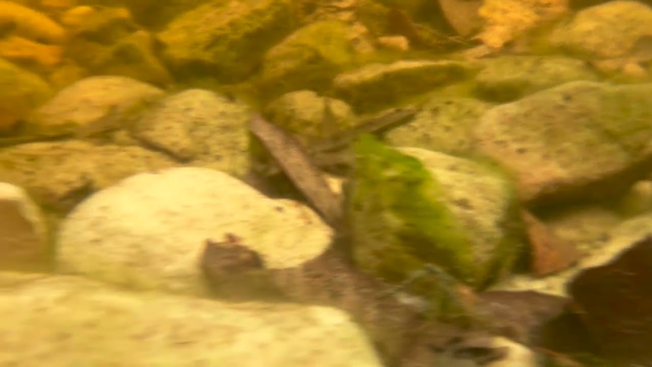 Pike Cichlid Drama