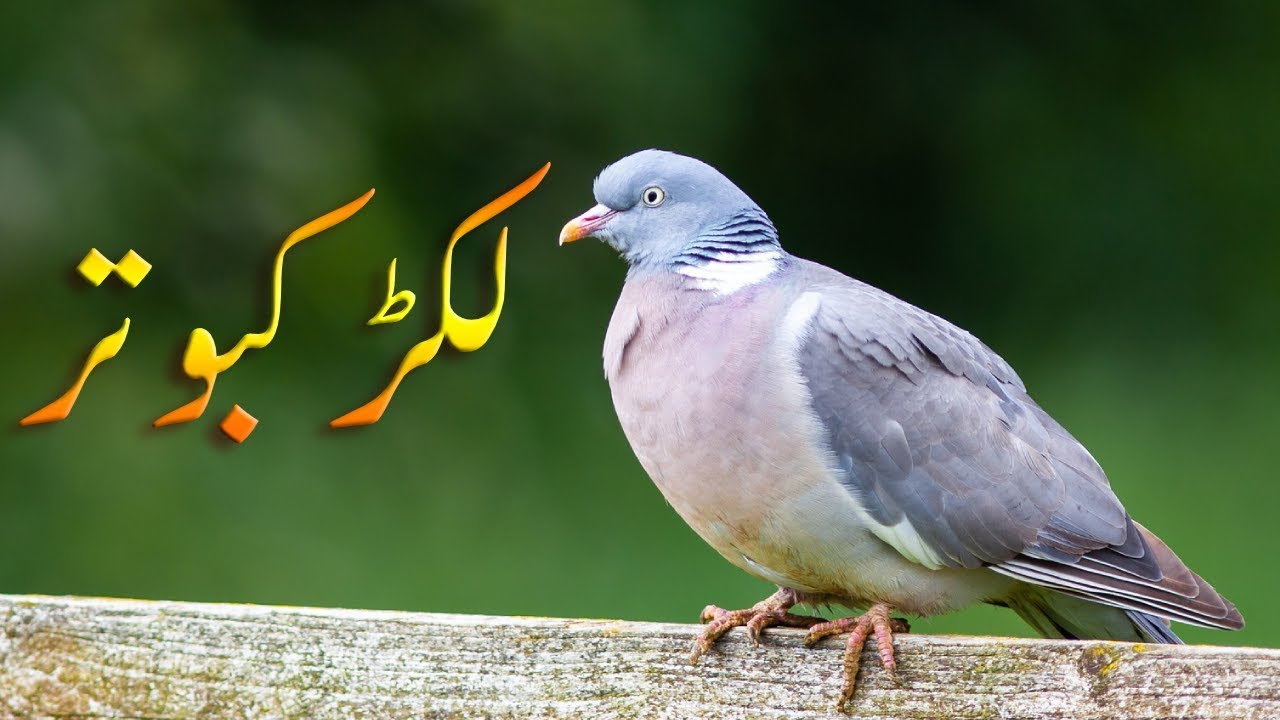 wood pigeon in Islamabad Pakistan [Columba palumbus] | Kabootar Bazi in Pk