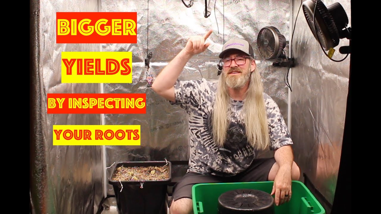 Bigger Yields by Inspecting Roots w/ Chad Westport : Spider Farmer SE5000 Grow Light grew them right