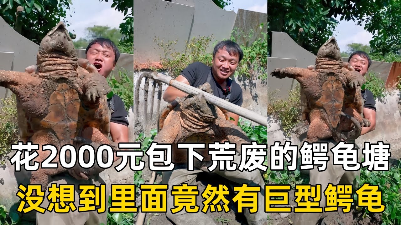 大表哥花2000元包下荒废几十年的鳄龟塘，没想到里面竟然有巨型鳄龟！｜花1000元包下深山老鱼塘，在里面放陷阱到底能装到什么？