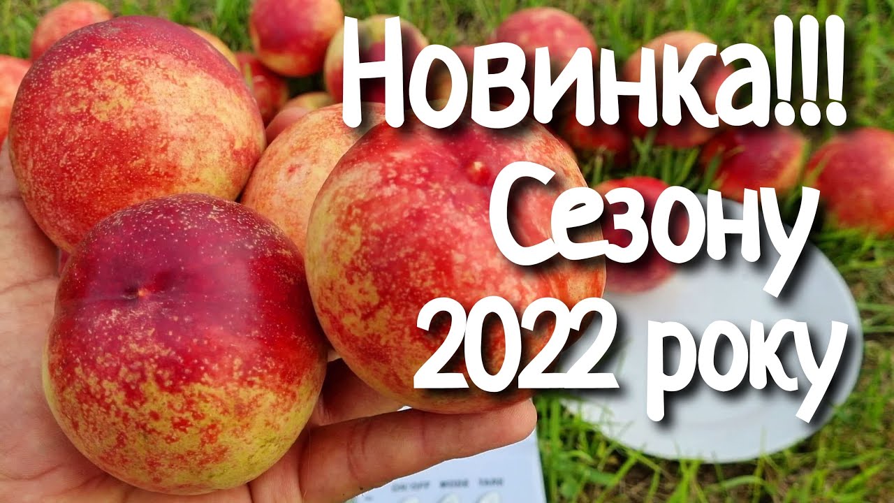 Нектарин Калдезі 2000. Смачнющий сорт нектарину .
