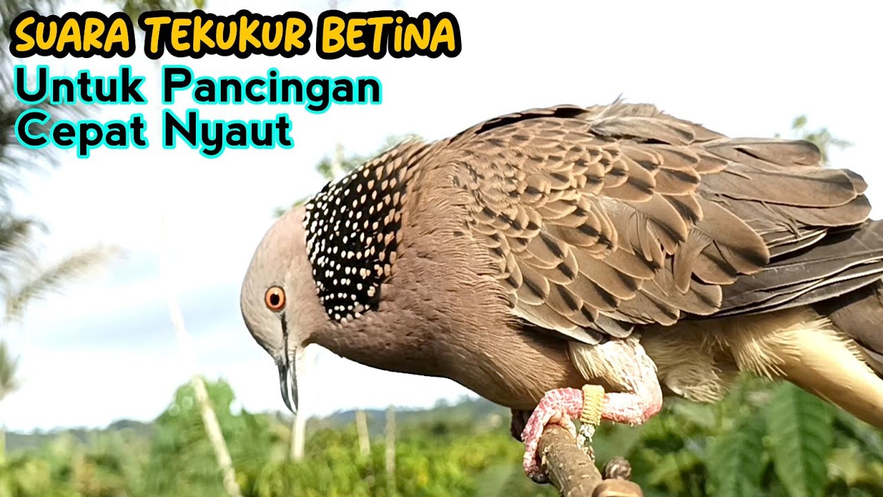 Suara Burung Tekukur Betina Memanggil Jantan Agar Bunyi Gacor