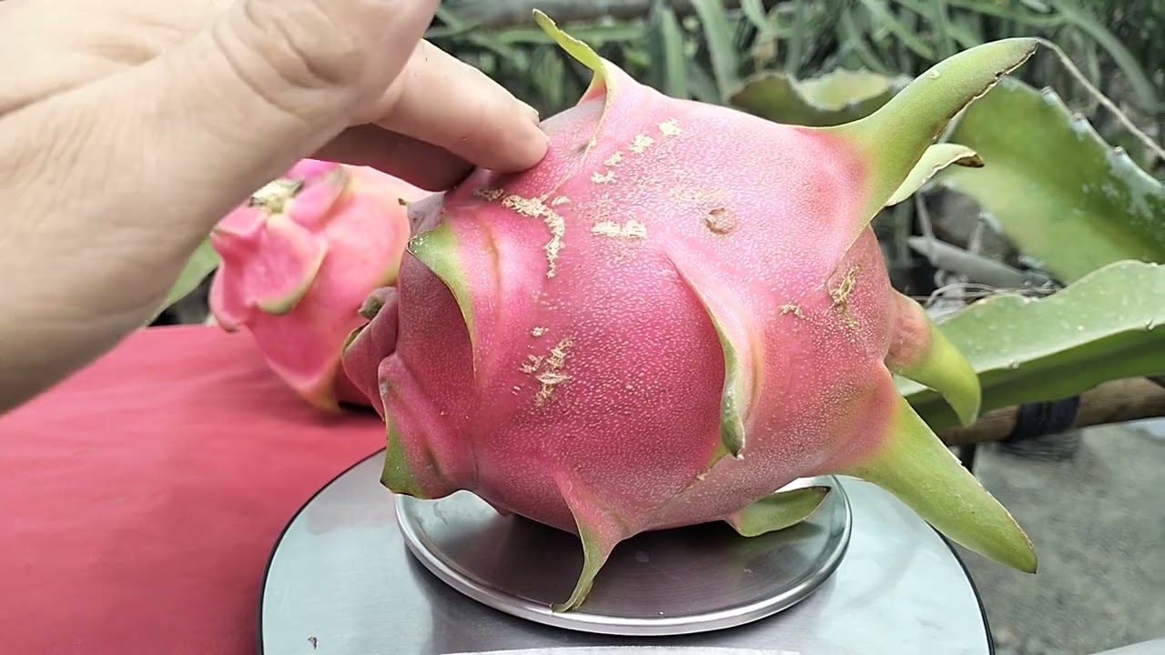 PITAHAYA VIETNAM WHITE IDEAL PARA HUERTEROS