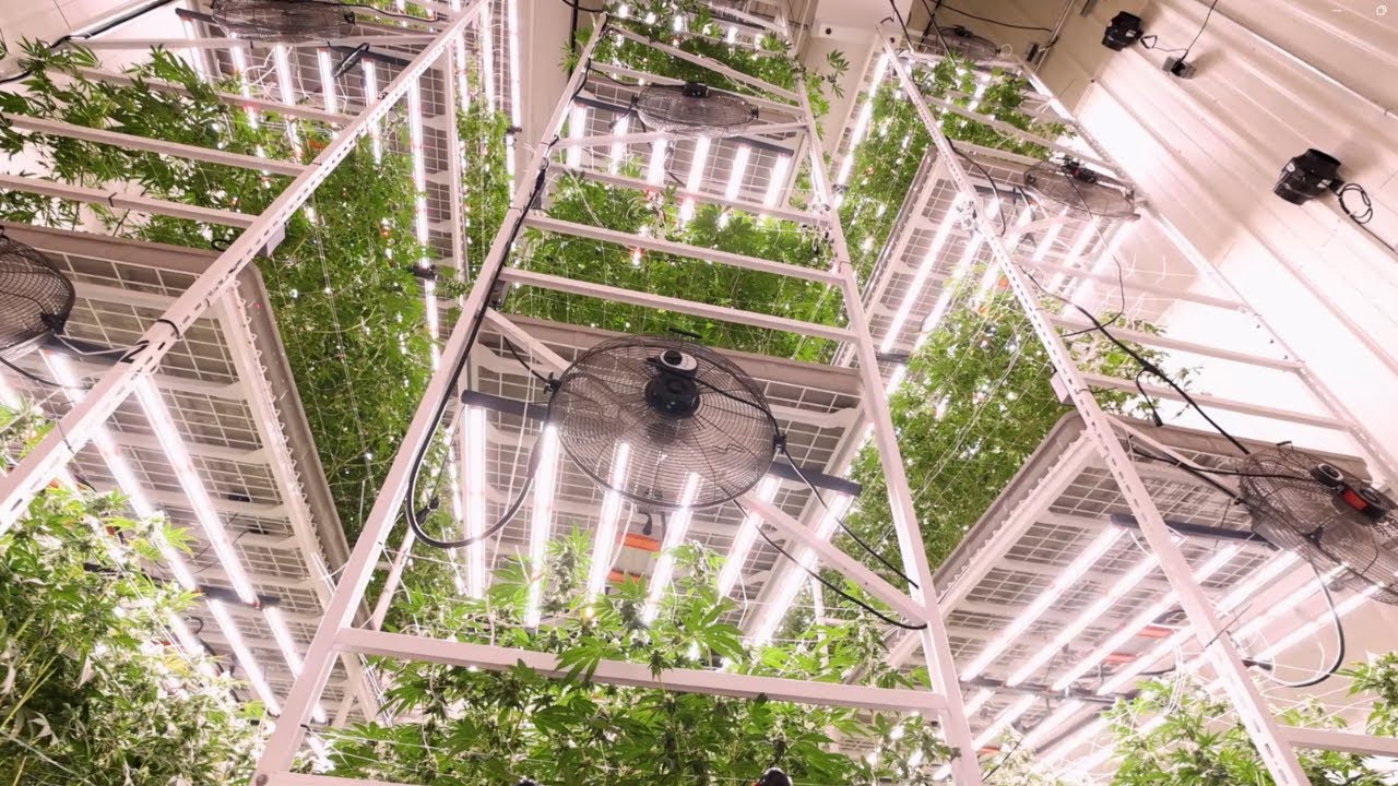 Harbor Farmz Tour: An Inside Look at a Leading Cannabis Cultivation Facility