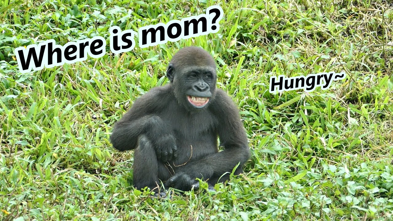 Little gorilla Jabali's cute facial expression / 小大猩猩Jabali可愛的臉上表情