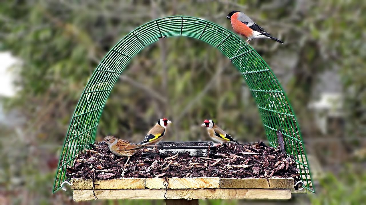 Pigeon Proof Bird Table - Perfect for Goldfinch, Bullfinch, Greenfinch, Robin and Blackcap
