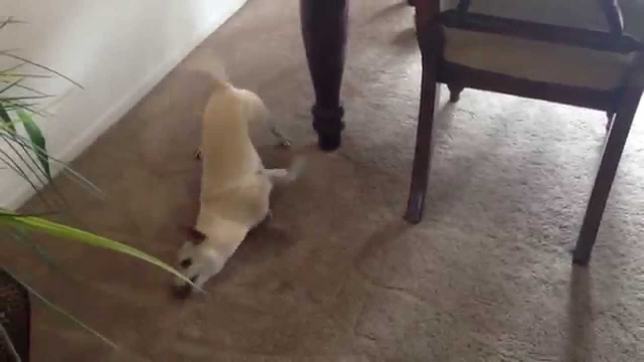 Dog High on Weed