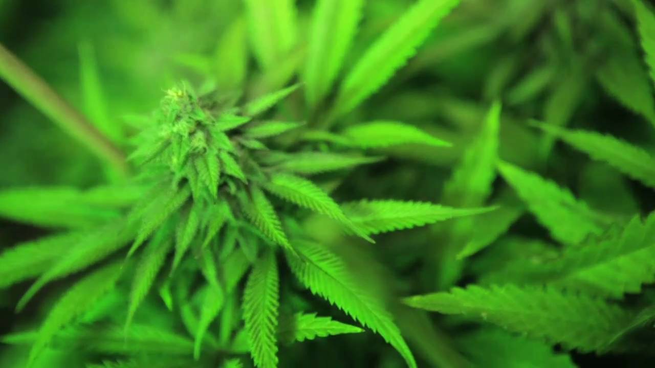 Kush 101 -ORIGINAL VERSION- Starring Michelob - Dir.by James Wade