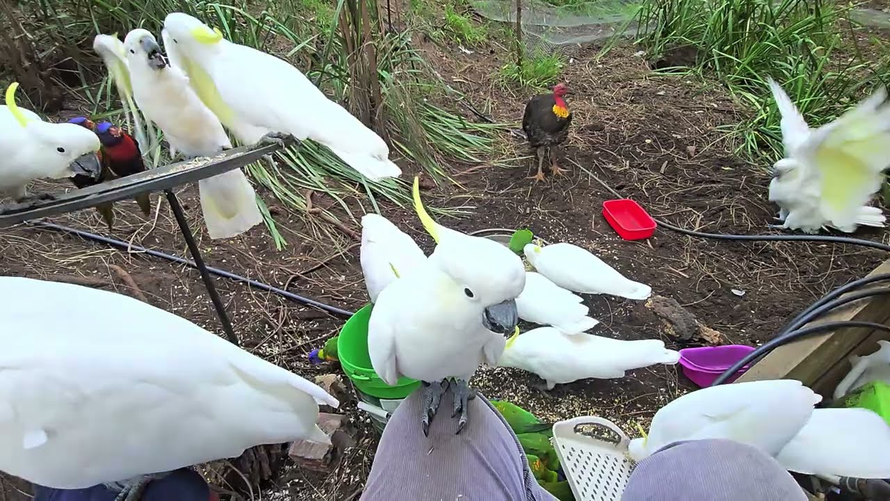 Wild and wacky cockatoos have a cheeky snack
