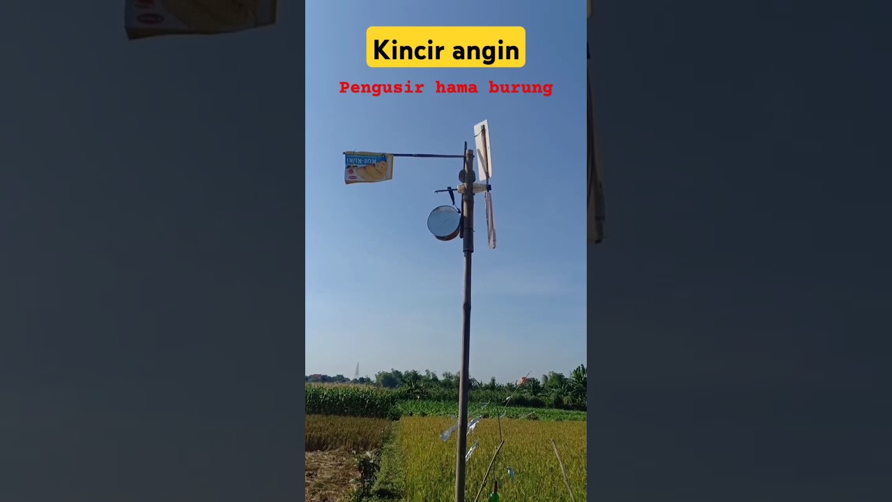 kincir angin, pengusir burung emprit . #farming