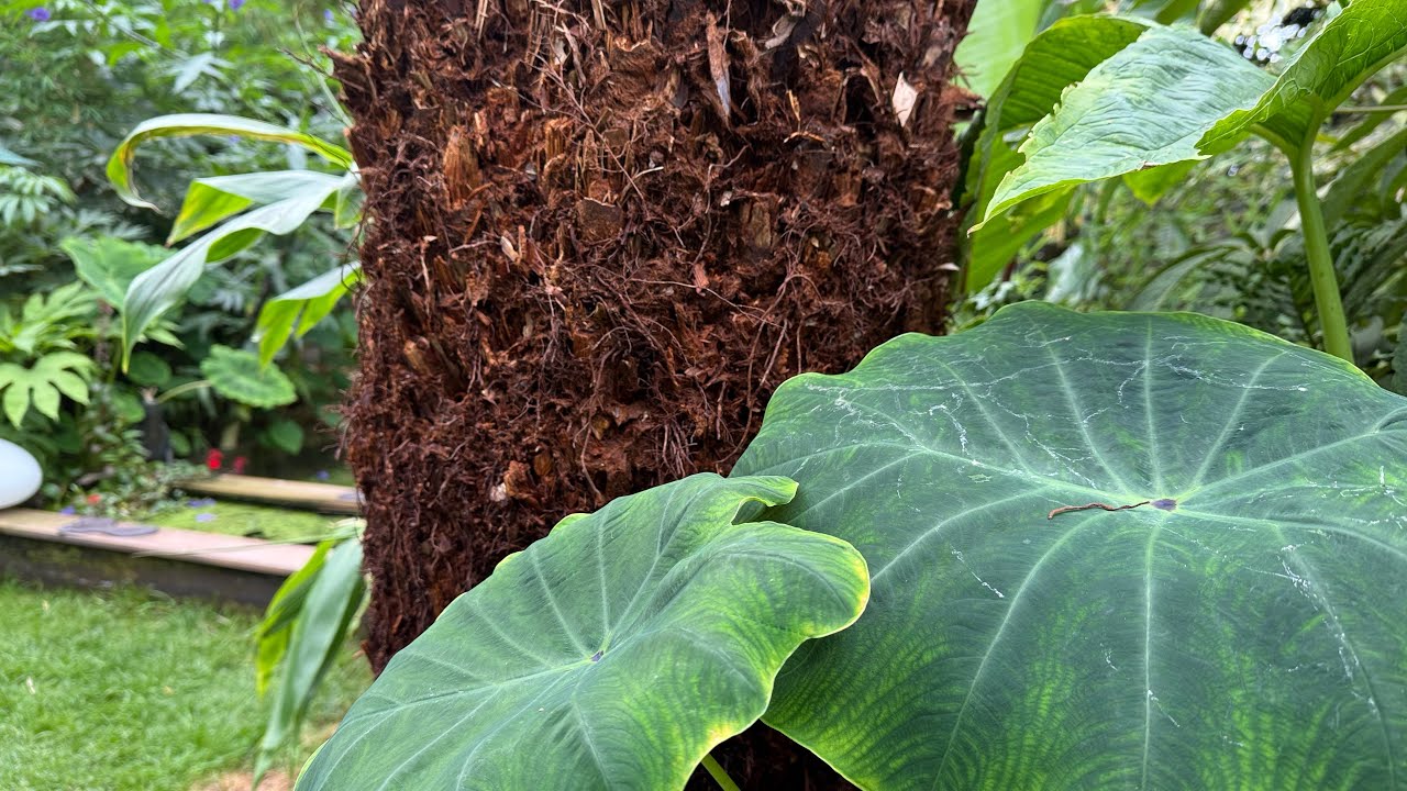 Tree Fern Update 