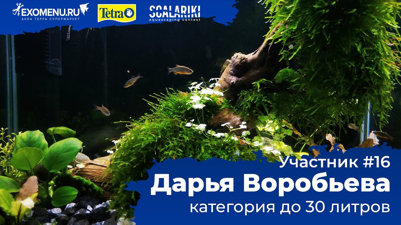 Аквариум 20 л Участник №16 в категории до 30 литров #Scalariki​​​ Aquascaping Contest 2021
