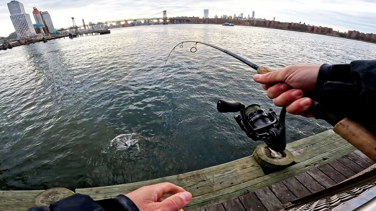 Tautog Pier Fishing Blue Crab Bait | NYC