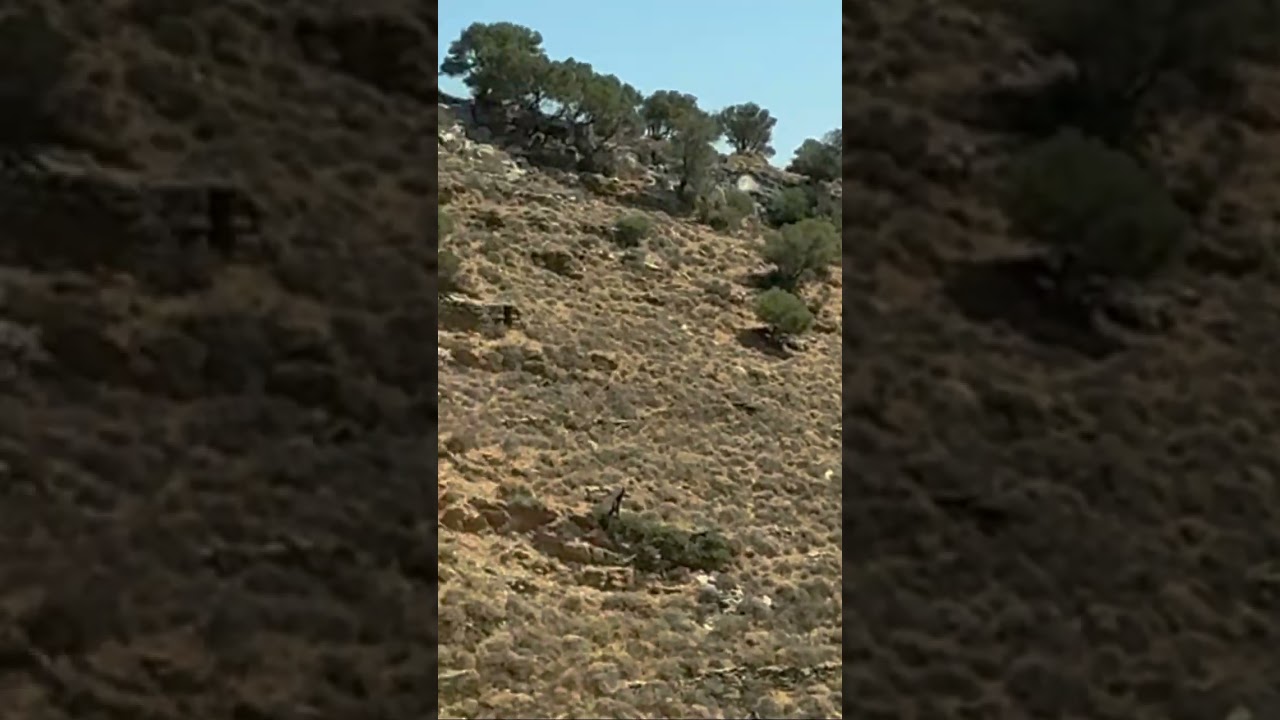 Kea , island Adventure 