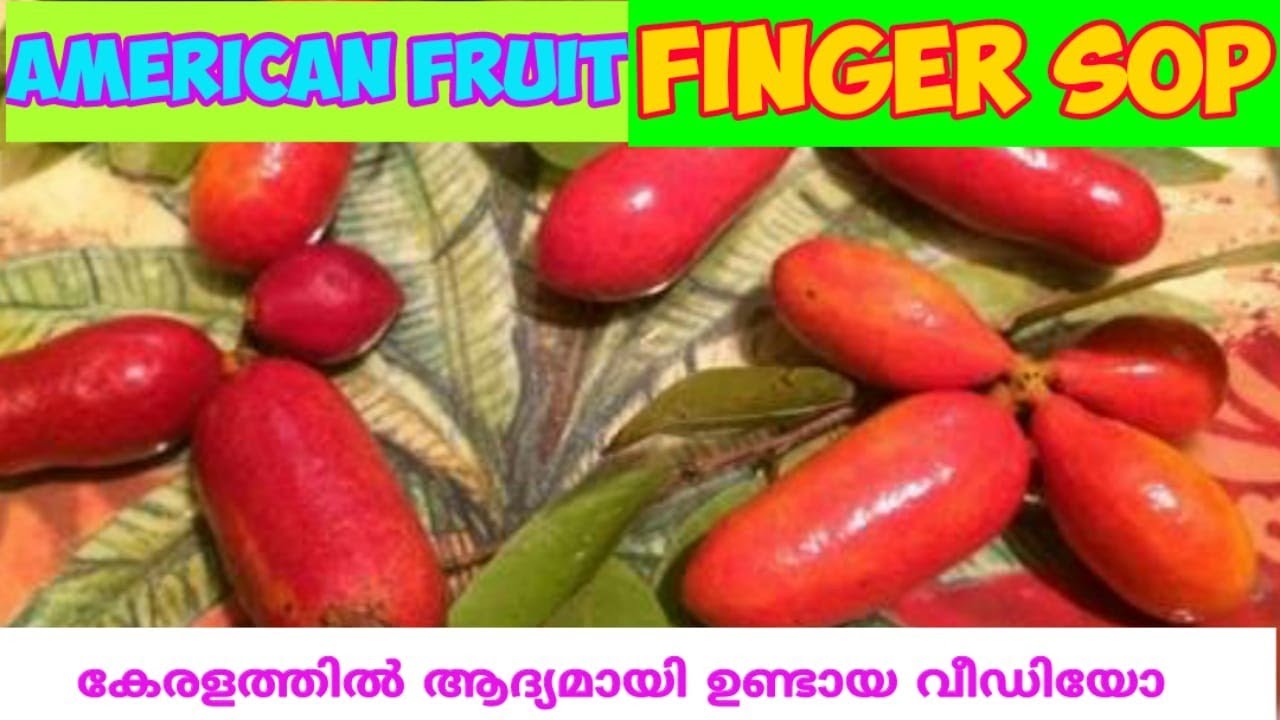 ഈ വിദേശ പഴം കേരളത്തിൽ ആദ്യമായി ഉണ്ടായ  അത്ഭുത വീഡിയോ? /ഫിഗർ സോപ്പ്/Finger Sop Fruit Malayalam/Fruit