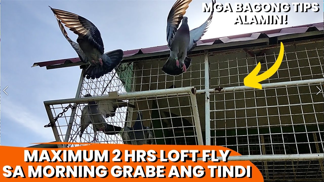 30 MINS,1 HR UP TO 2 HRS NA LOFT FLY TECHNIQUE ALAMIN