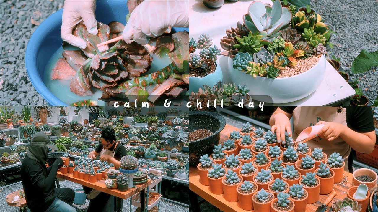 A calm and chill day full of repotting succulents & giving them all the love