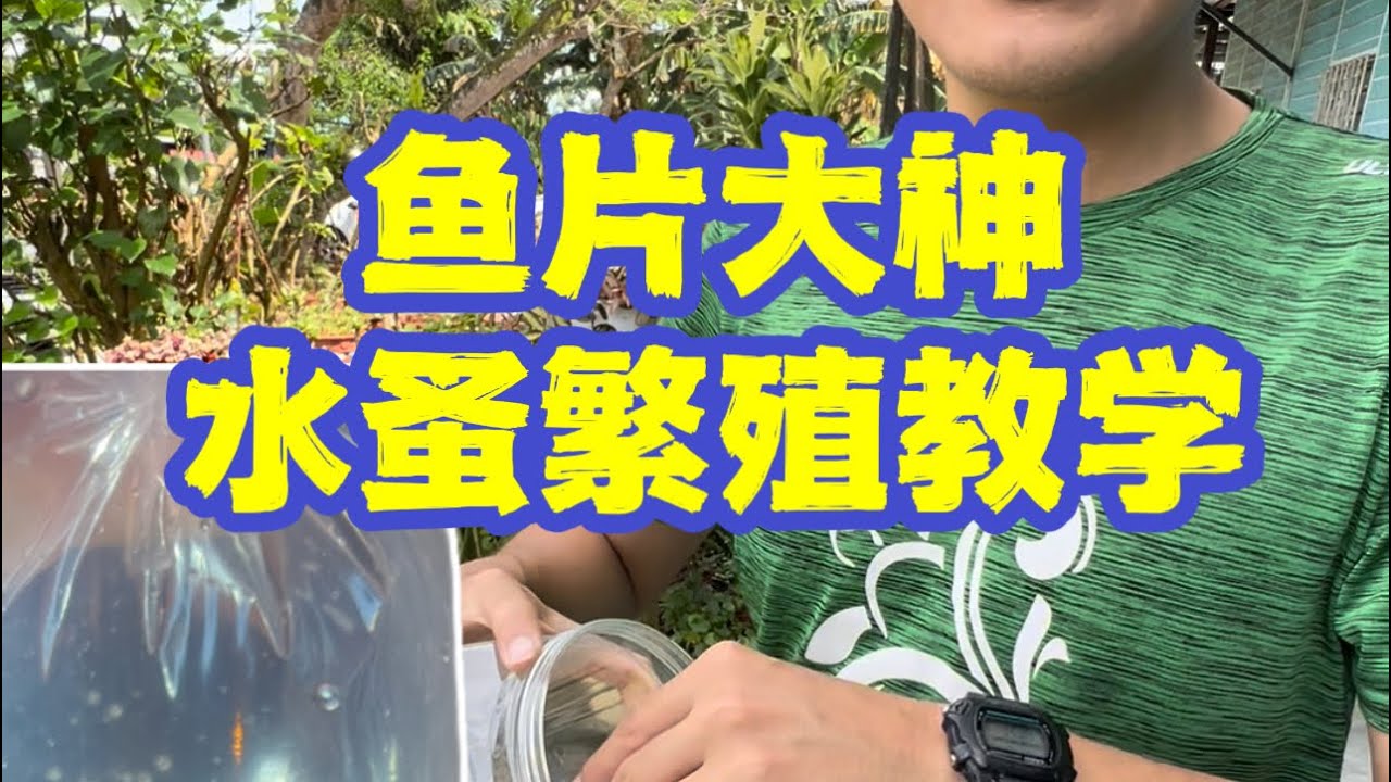 如何繁殖水蚤 跟着yupeng大师！