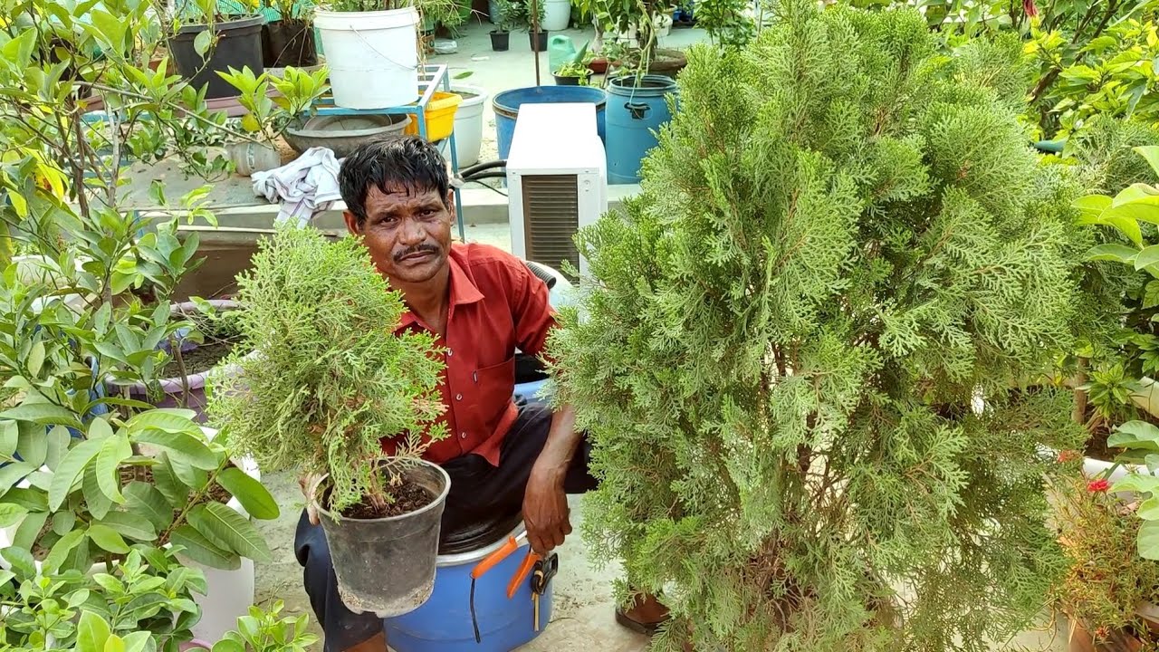Thuja plant grow from cutting at home