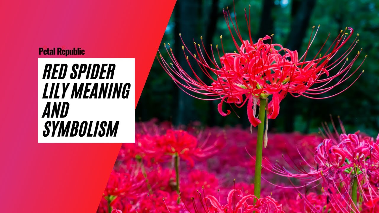 Red Spider Lily Meaning in the Language of Flowers