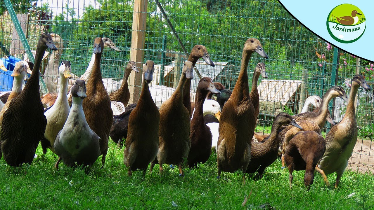 NOUVELLE DE TOUS LES CANETONS ! (500 CANETONS) 🦆🐤