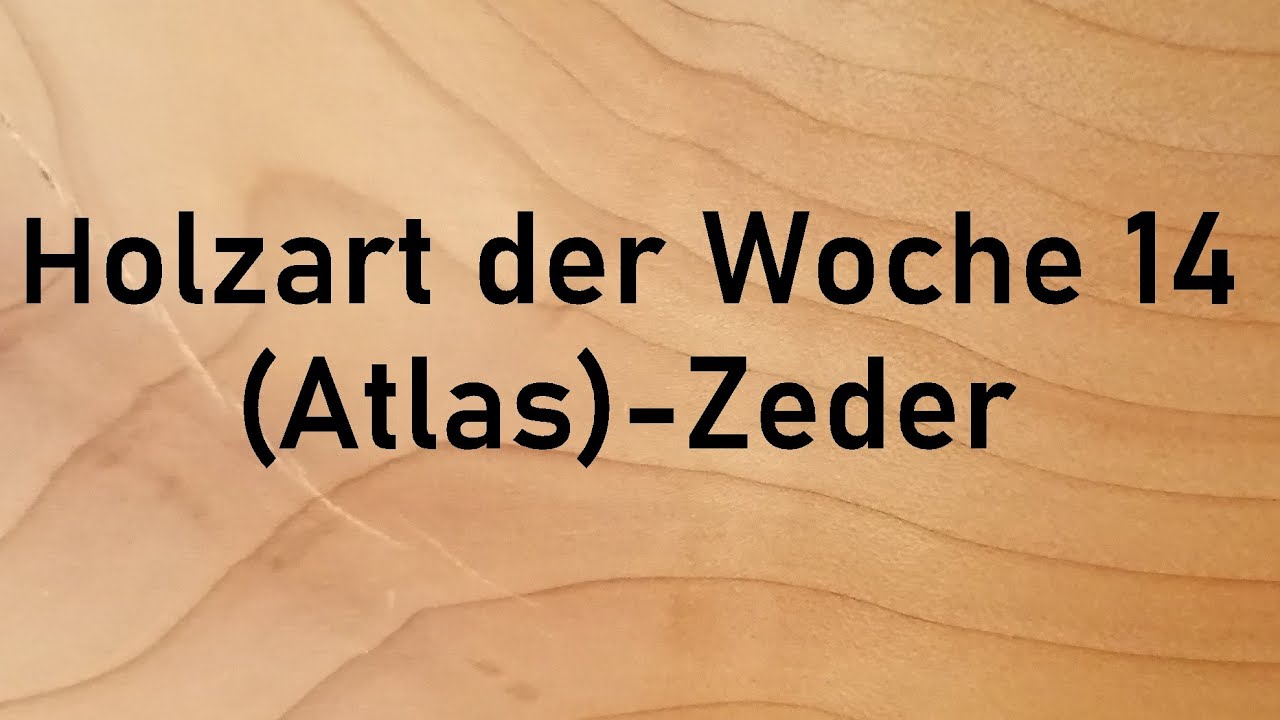 Holzbestimmung: Holzart der Woche 14 – Warum ihr zwar ZEDERNHOLZ kauft, aber häufig keine ZEDER habt