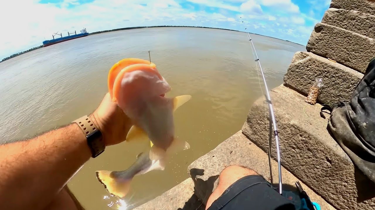 D&Iacute;A de PESCA. Muchas especies. pesca urbana