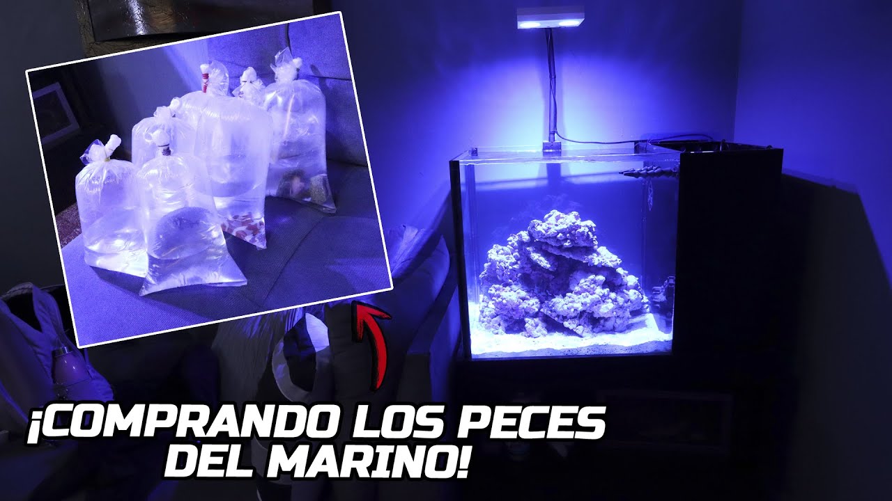 ¡Comprando los NUEVOS PECES para el ACUARIO MARINO! | AcuariosLP