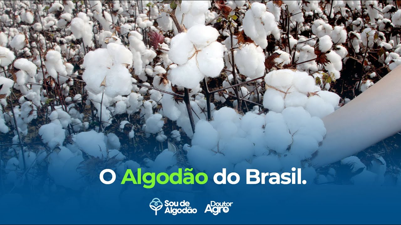 O Algodão do Brasil | Doutor Agro | Marcos Fava Neves