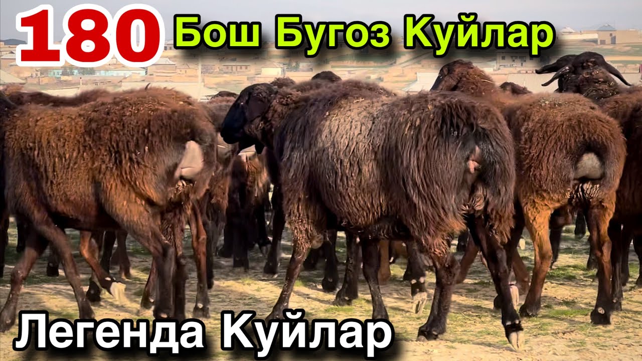180 Бош Великан! ☎️+998 77 003 1395