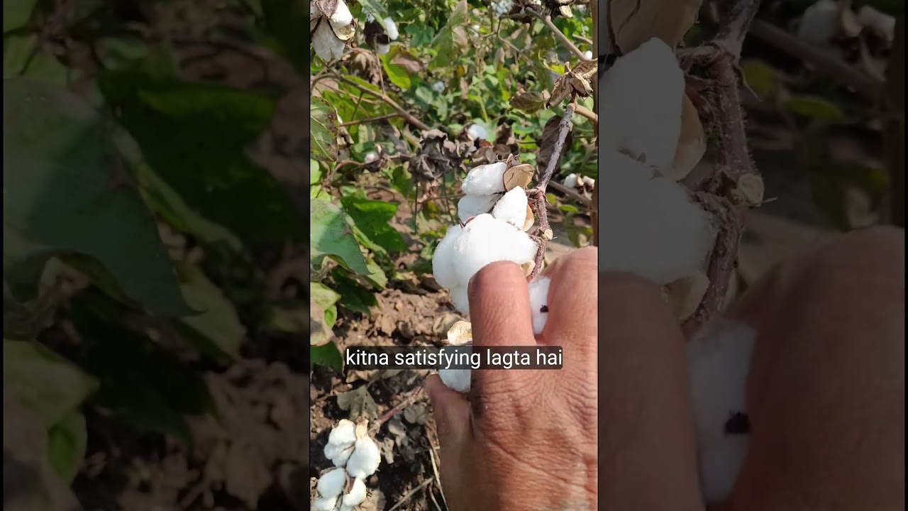 How to spin cotton