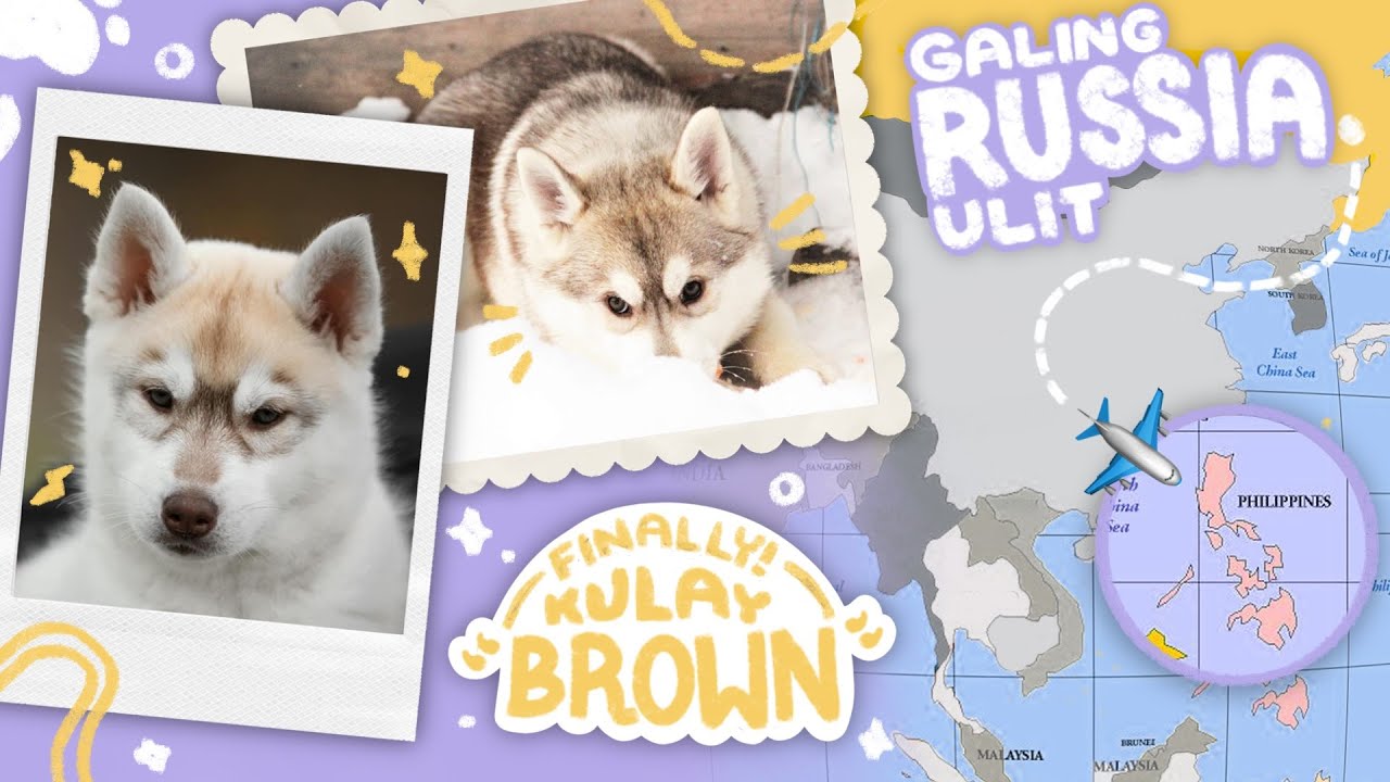 MAY BABY GIRL NA KAMI!! (NEW PUPPY NEW MEMBER)